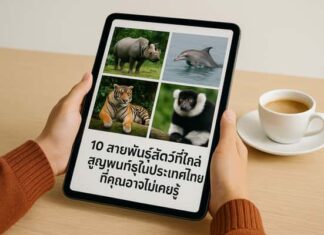10 สายพันธุ์สัตว์ใกล้สูญพันธุ์ในประเทศไทย ที่กำลังหายไปแบบเงียบๆ 10 สายพันธุ์สัตว์ใกล้สูญพันธุ์ในประเทศไทย ที่กำลังหายไปแบบเงียบๆ
