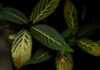 Sativa Indica Ruderalis ต่างกันยังไง: ดูพืชให้ขาดก่อนเชื่อป้ายชื่อ Sativa Indica Ruderalis ต่างกันยังไง: ดูพืชให้ขาดก่อนเชื่อป้ายชื่อ