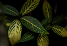 Sativa Indica Ruderalis ต่างกันยังไง: ดูพืชให้ขาดก่อนเชื่อป้ายชื่อ Sativa Indica Ruderalis ต่างกันยังไง: ดูพืชให้ขาดก่อนเชื่อป้ายชื่อ