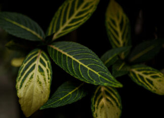 Sativa Indica Ruderalis ต่างกันยังไง: ดูพืชให้ขาดก่อนเชื่อป้ายชื่อ Sativa Indica Ruderalis ต่างกันยังไง: ดูพืชให้ขาดก่อนเชื่อป้ายชื่อ