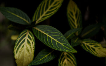 Sativa Indica Ruderalis ต่างกันยังไง: ดูพืชให้ขาดก่อนเชื่อป้ายชื่อ Sativa Indica Ruderalis ต่างกันยังไง: ดูพืชให้ขาดก่อนเชื่อป้ายชื่อ