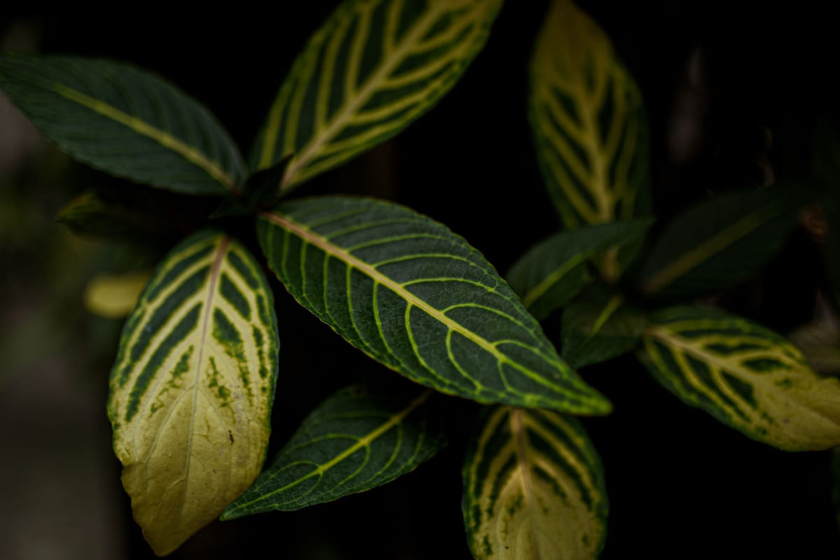 Sativa Indica Ruderalis ต่างกันยังไง: ดูพืชให้ขาดก่อนเชื่อป้ายชื่อ